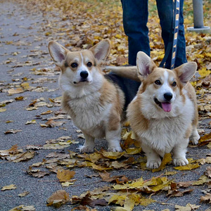 Welsh corgi pembroke (10 foto / 10)