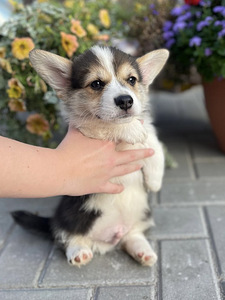 Welsh corgi pembroke (3 foto / 10)