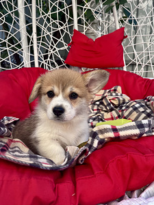 Welsh corgi pembroke (10 foto / 10)