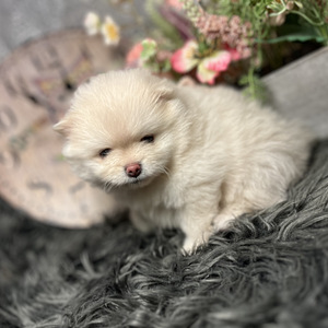 Pomeranian spits (3 foto / 10)