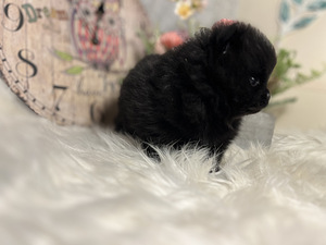 Pomeranian spits (9 foto / 10)