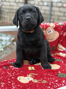 Labradori retriiver (4 foto / 8)