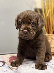 Labradori retriiver (3 foto / 10)