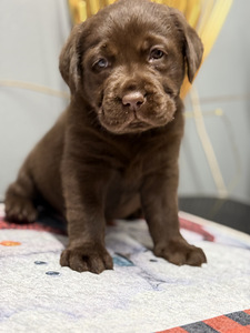 Labradori retriiver (5 foto / 10)