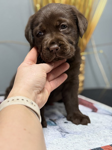 Labradori retriiver (7 foto / 10)
