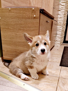 Welsh Corgi Pembroke (1 foto / 10)