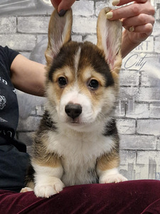 Welsh Corgi Pembroke (4 foto / 10)