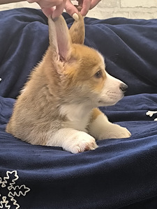 Welsh Corgi Pembroke (6 foto / 10)