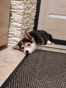 Welsh Corgi Pembroke (8 foto / 10)