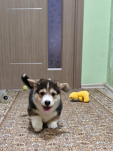 Welsh Corgi Pembroke (9 foto / 10)