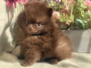 Pomeranian spits (2 foto / 8)
