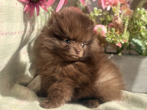 Pomeranian spits (5 foto / 8)