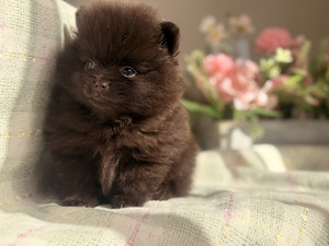 Pomeranian spits (7 foto / 8)