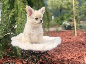 Chihuahua (7 foto / 10)