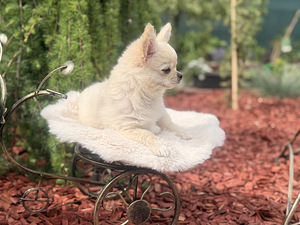 Chihuahua (9 foto / 10)