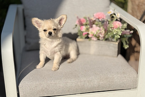 Pikakarvaline chihuahua (1 foto / 10)
