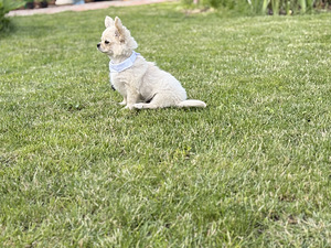 Pikakarvaline chihuahua (10 foto / 10)