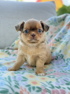 Pikakarvaline Chihuahua kutsikas (1 foto / 8)
