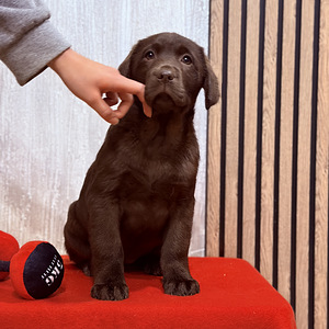 Labradori retriiver (4 foto / 10)
