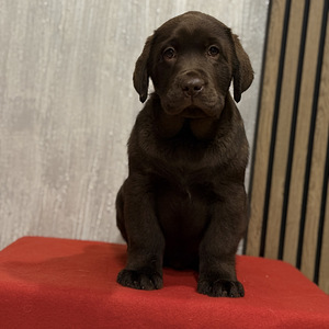 Labradori retriiver (5 foto / 10)