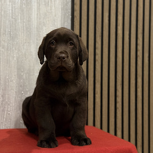 Labradori retriiver (8 foto / 10)