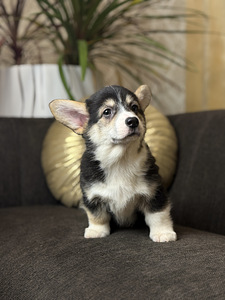 Pembroke Welsh Corgi kutsikad (4 foto / 5)