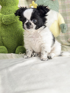 Chihuahua kutsikas (4 foto / 8)