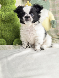 Chihuahua kutsikas (5 foto / 8)