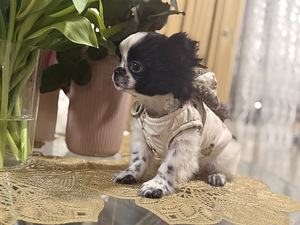 Chihuahua kutsikas (4 foto / 5)