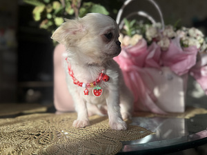 Chihuahua kutsikas, emane (5 foto / 6)