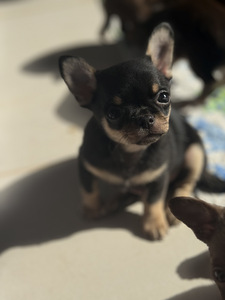 Chihuahua kutsikad, isased (1 foto / 10)