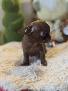 Chihuahua kutsikad (4 foto / 10)