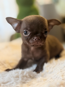 Chihuahua kutsikad (5 foto / 10)