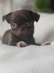 Chihuahua kutsikad (9 foto / 10)
