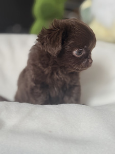 Chihuahua kutsikad (10 foto / 10)