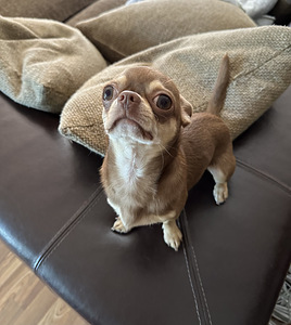 Chihuahua paaritumine (5 foto / 6)