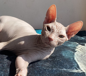 Sphynx