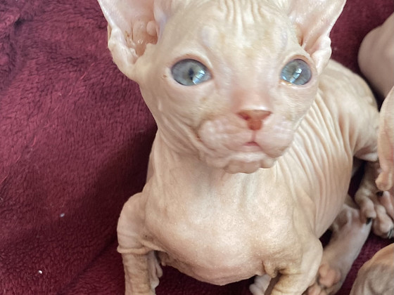 Donskoy sphynx
