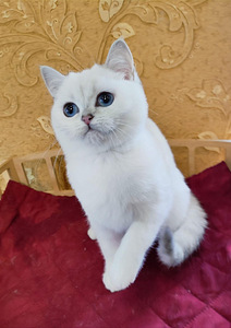 British shorthair (3 valokuva sivusta 4)