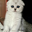 Scottish fold (valokuva #1)