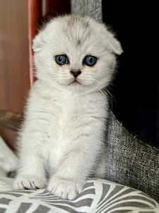 Scottish fold