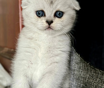 Scottish fold