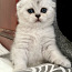 Scottish fold (valokuva #2)