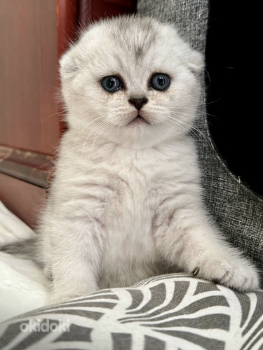 Scottish fold (valokuva #2)