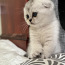 Scottish fold (valokuva #4)