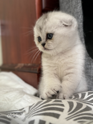 Scottish fold (valokuva #4)