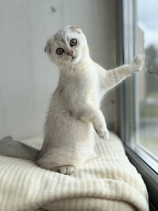Müüa võluv hõbedane Scottish Fold kassipoeg (poiss)! (3 foto / 8)
