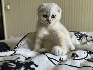 Adorable Scottish Fold Kittens Looking for Loving Homes (2 valokuva sivusta 7)