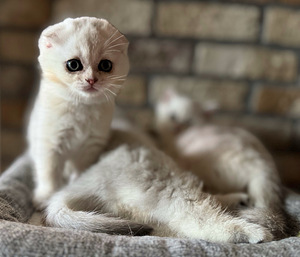 Scottish kittens (6 valokuva sivusta 10)