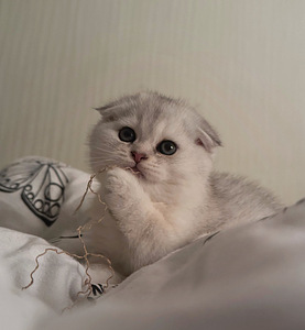 Scottish kittens (10 valokuva sivusta 10)